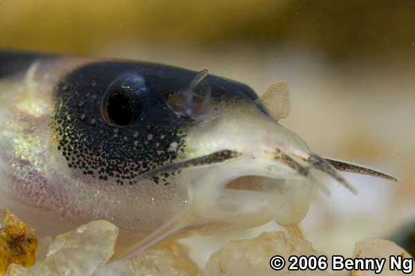 Unidentified loach