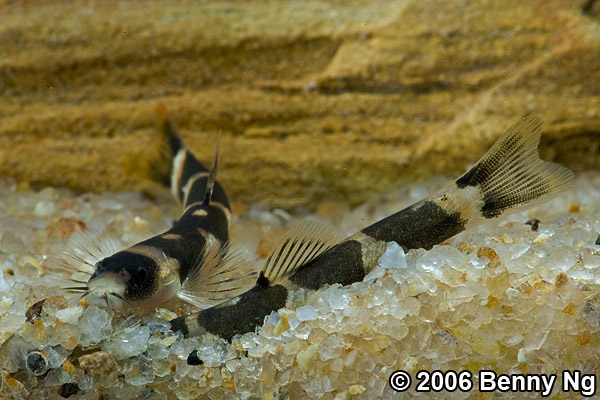 Unidentified loach