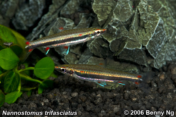 Nannostomus trifasciatus