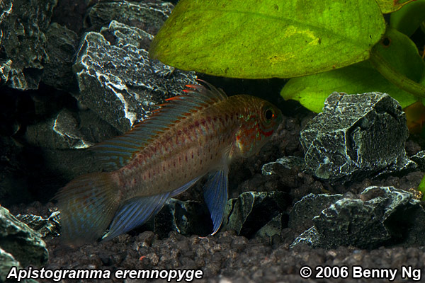 Apistogramma eremnopyge