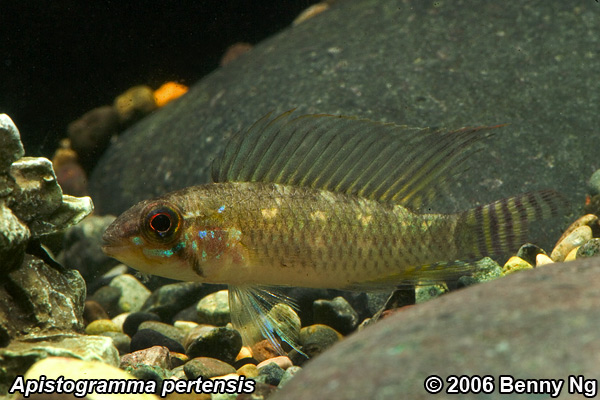 Apistogramma pertensis