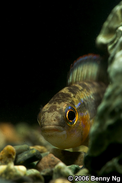 Apistogramma spp.