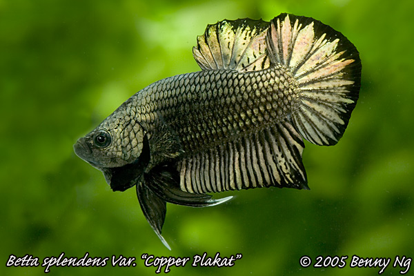 Betta splendens var.