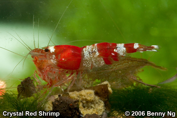 Crystal Red Shrimp