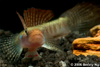 Red Goby