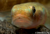 Red Goby