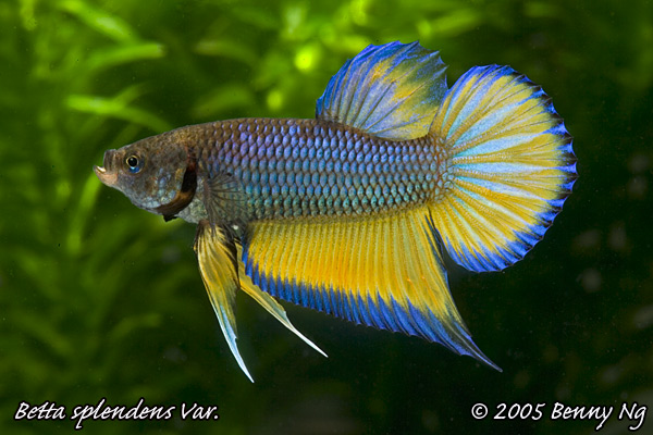 Betta splendens var.