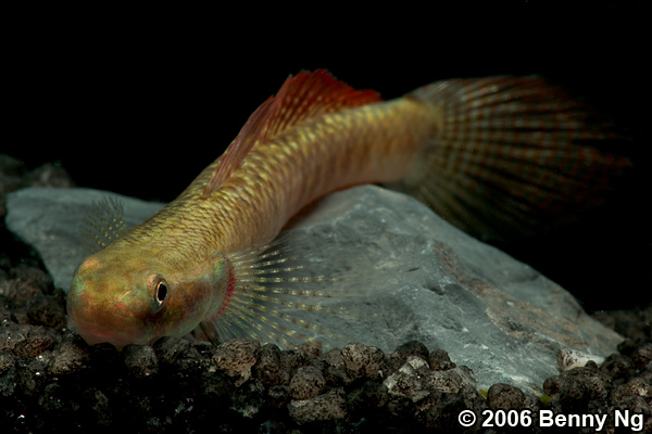 Red Goby