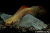 Red Goby