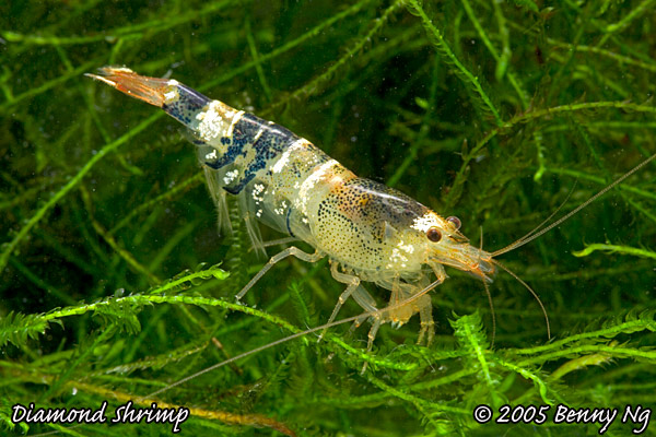 Diamond Shrimp