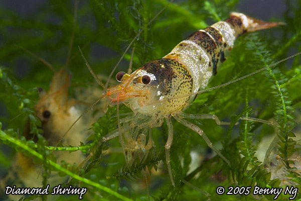 Diamond Shrimp