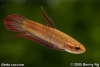 Betta coccina