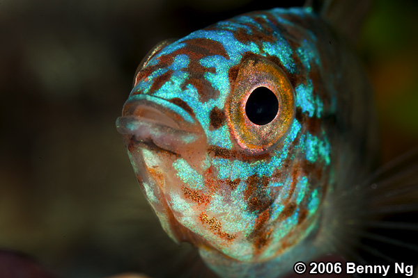 Apistogramma spp.