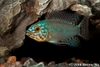 Apistogramma spp.