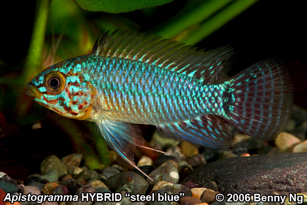 Apistogramma 'steel blue' HYBRID