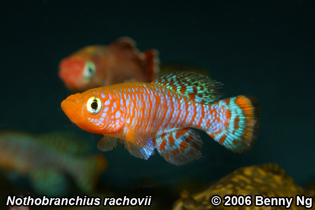 Nothobranchius Rachovii