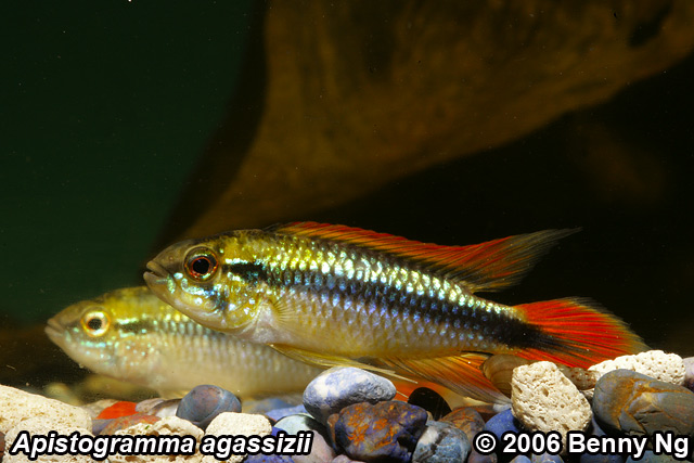 Apistogramma agassizii