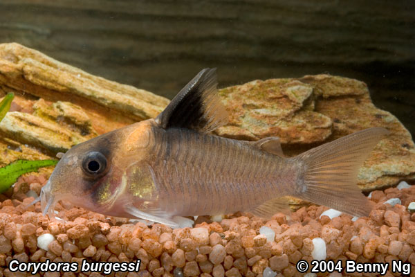 Corydoras burgessi