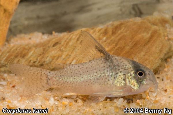 Corydoras kanei