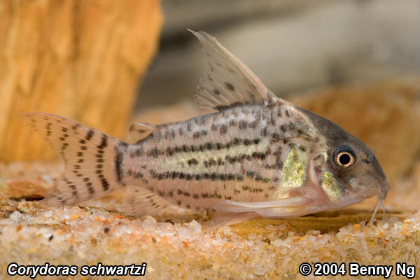 Corydoras schwartzi