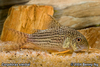 Corydoras sterbei