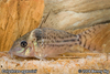 Corydoras agassizii