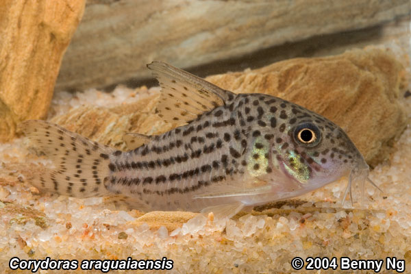 Corydoras araguaiaensis