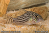 Corydoras araguaiaensis
