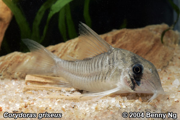 Corydoras griseus