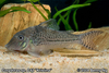 Corydoras sp. C42 "Kristina"