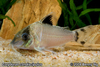 Corydoras condiscipulus