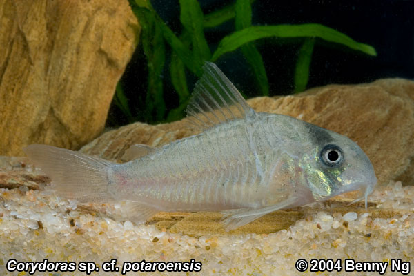 Corydoras sp. cf. potaroensis