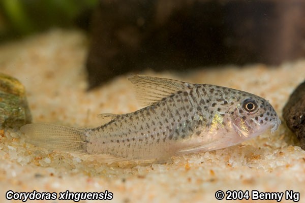 Corydoras xinguensis