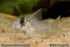 Corydoras atropersonatus