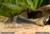 Corydoras treitlii