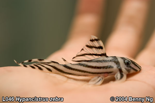 L046 Hypancistrus zebra