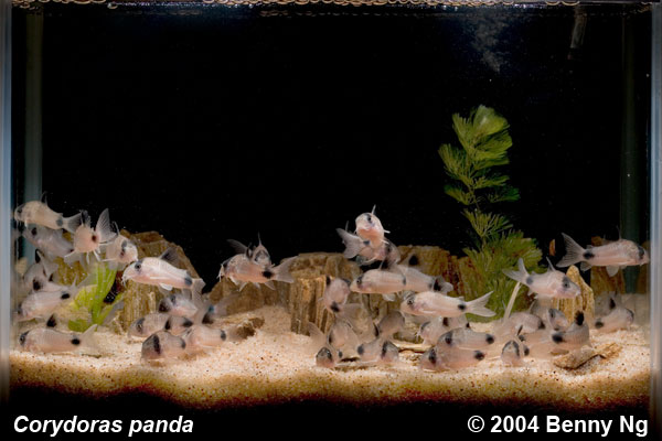 Corydoras panda tank