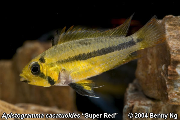 Apistogramma cacatuoides 'super red'