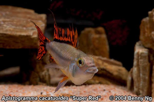 Apistogramma cacatuoides