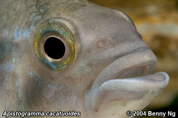 Apistogramma cacatuoides