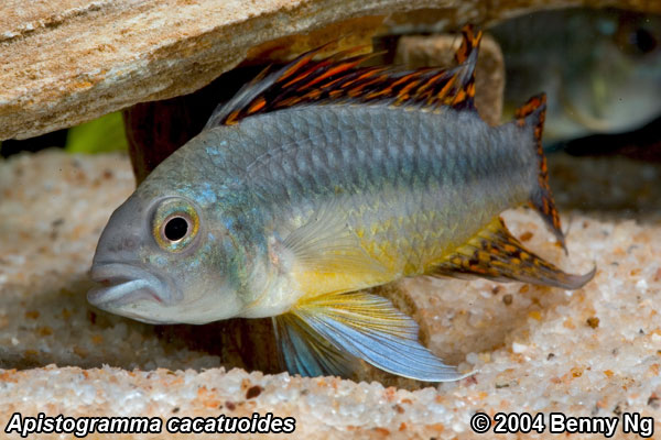 Apistogramma cacatuoides