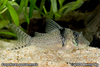 Corydoras pastazensis