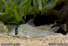 Corydoras sychri