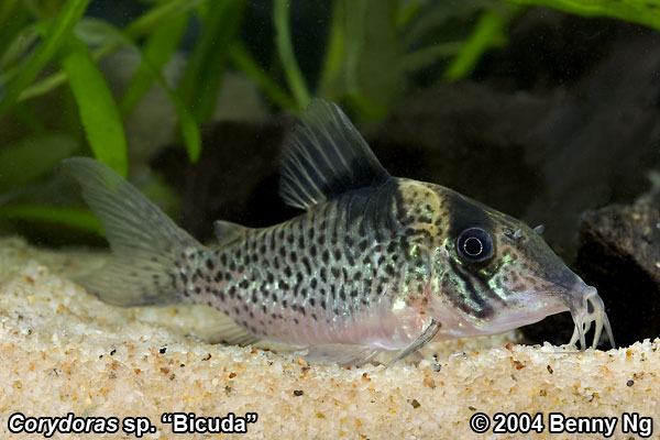 Corydoras sp. "bicuda"