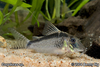 Corydoras sp.