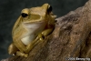 Tree Frog