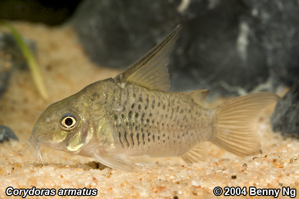 Corydoras armatus