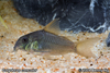 Corydoras concolor