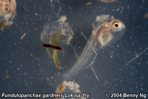 Fundulopanchax gardneri 'Lokoja'