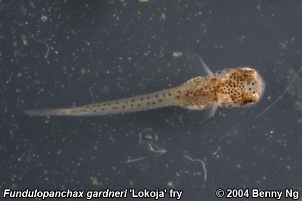 Fundulopanchax gardneri 'Lokoja'